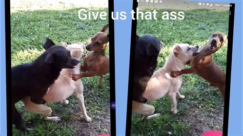 dogxxx|New Bestiality Videos